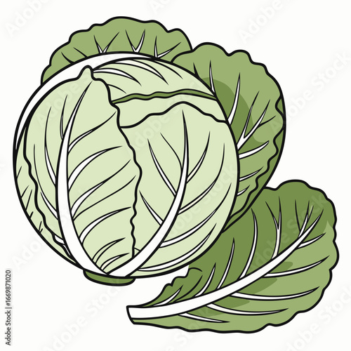 Green cabbage with layered leaves and veins on a white background vegetable food