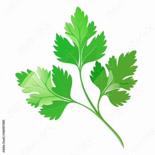 Green coriander leaf with watercolor style on white background cilantro herb