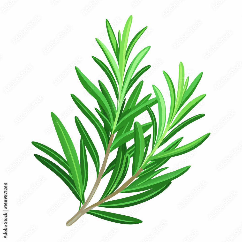 Fototapeta premium Green rosemary sprigs with detailed leaves on a white background herb spice