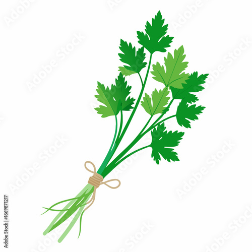 Green parsley bunch tied with natural twine on a white background herb fresh