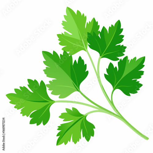 Green parsley leaves on a white background herb fresh