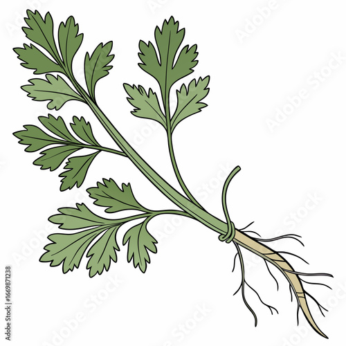Green coriander plant with roots and leaves on white background cilantro herb