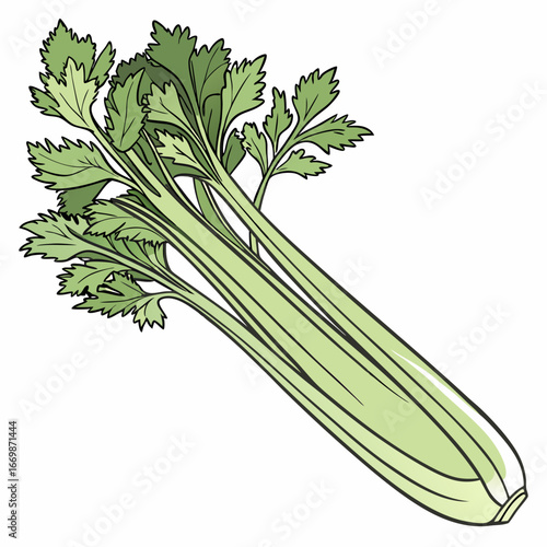 Illustration of a bunch of celery stalks with green leaves on a white background vegetable food