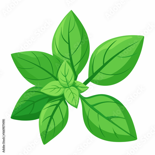 Illustration of a sprig of fresh green basil leaves herb