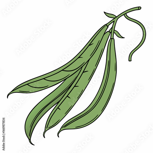 Three green beans on a stem with a white background string bean vegetable