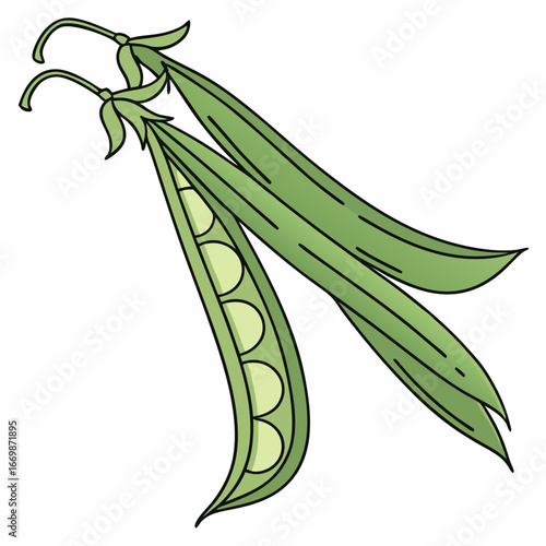 Two green bean pods one open showing peas on a white background pea pod vegetable
