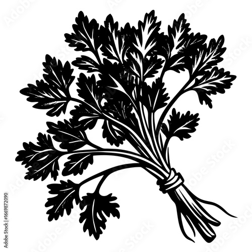 Black and white illustration of a bunch of parsley tied with string on a white background herb