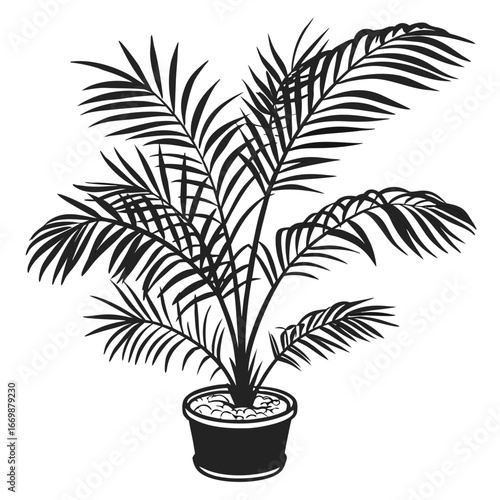  Dwarf Palm (Parlor Palm)