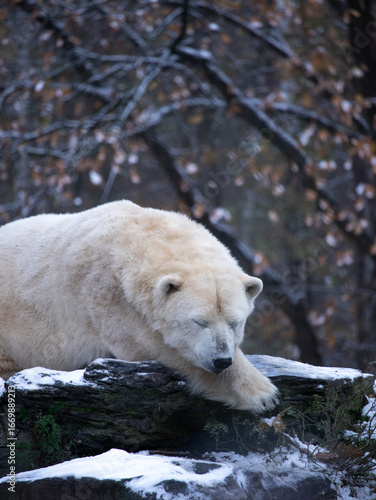 Polar bear lying in the snow