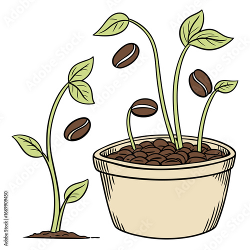 Coffee beans sprouting in a pot and growing from the ground coffee seeds germination