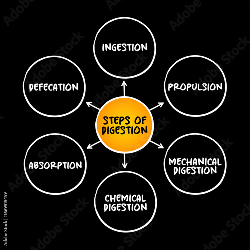 Steps of digestion mind map, text concept for presentations and reports
