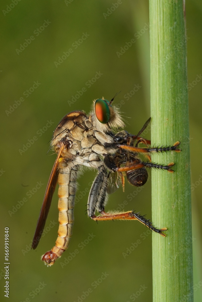 Fototapeta premium Robber fly with prey on a leaf