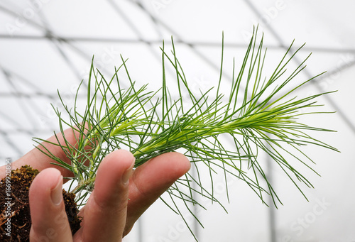 pine seedling in hand.