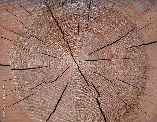 The end part of a wooden beam. Detailed texture of the beam.