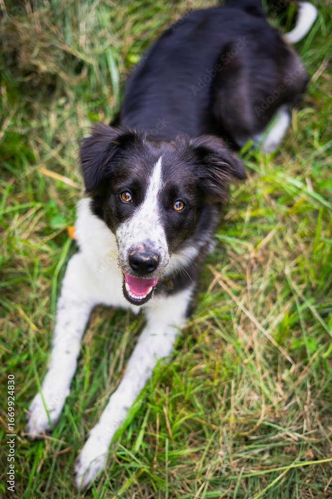 Fototapeta premium un jeune chien regarde vers le ciel dans une lumière estivale