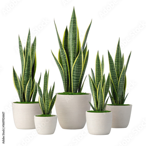 Snake plants in pots isolated on transparent background