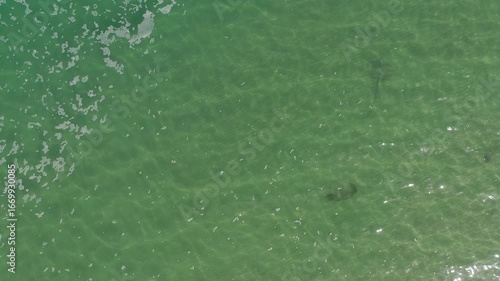 Sharks at the mouth of the Hadera River near the Orot Rabin Israel power station from a drone view