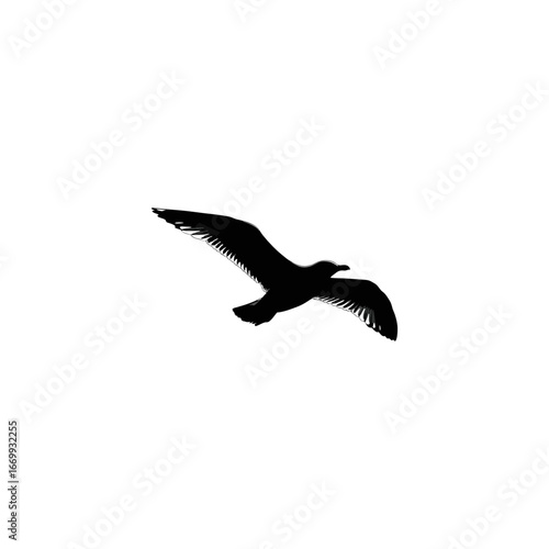 black headed gull