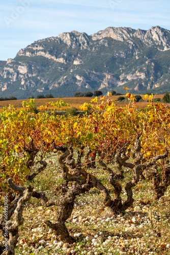 Autumn vineyard landscape near Elciego La Rioja Spain with mountain backdrop, colorful vines in rows, rural farming identity and sustainable agricultural tradition