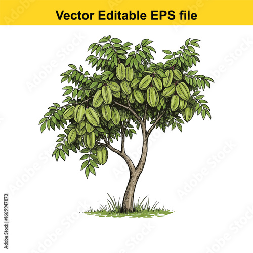 Star fruit tree with ripe green fruits hanging on branches, isolated on white background