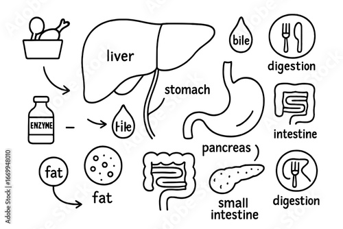 Digestive System Diagram. Hand-drawn doodle illustration digestive bile flow gallbladder, bile droplet, bile duct, liver, pancreas