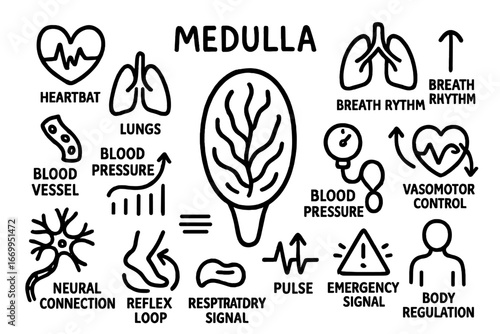 Medulla and Vital Functions Icons. Hand-drawn doodle illustration medulla and vital functions heartbeat icon, lungs icon, breath