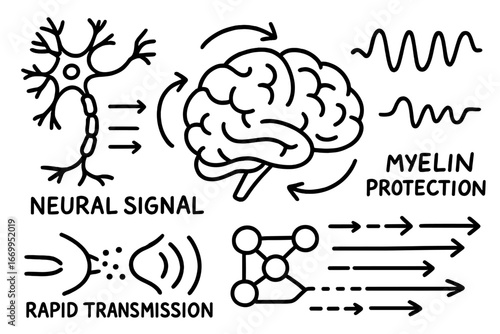 Neural Signal Illustration. Hand-drawn doodle illustration white matter function neural signal, brain communication, myelin