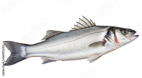 Photos Isolated bass