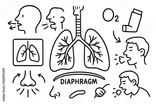 Respiratory System Doodle. Hand-drawn doodle illustration respiratory system lungs, nose, mouth, throat, trachea, bronchi,
