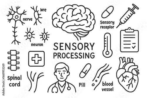 Sensory Processing Illustration. Hand-drawn doodle illustration cerebrum sensory processing cerebrum, brain, nerve, neuron,