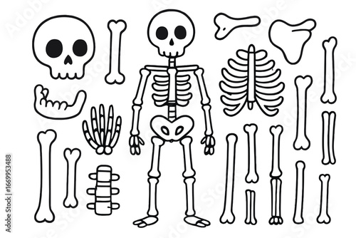 Skeleton Anatomy Doodle. Hand-drawn doodle illustration skeleton anatomy skull, ribs, spine, pelvis, femur, humerus, jawbone,