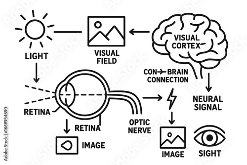 Visual System Diagram. Hand-drawn doodle illustration visual system eye, optic nerve, retina, brain, visual cortex, light beam,