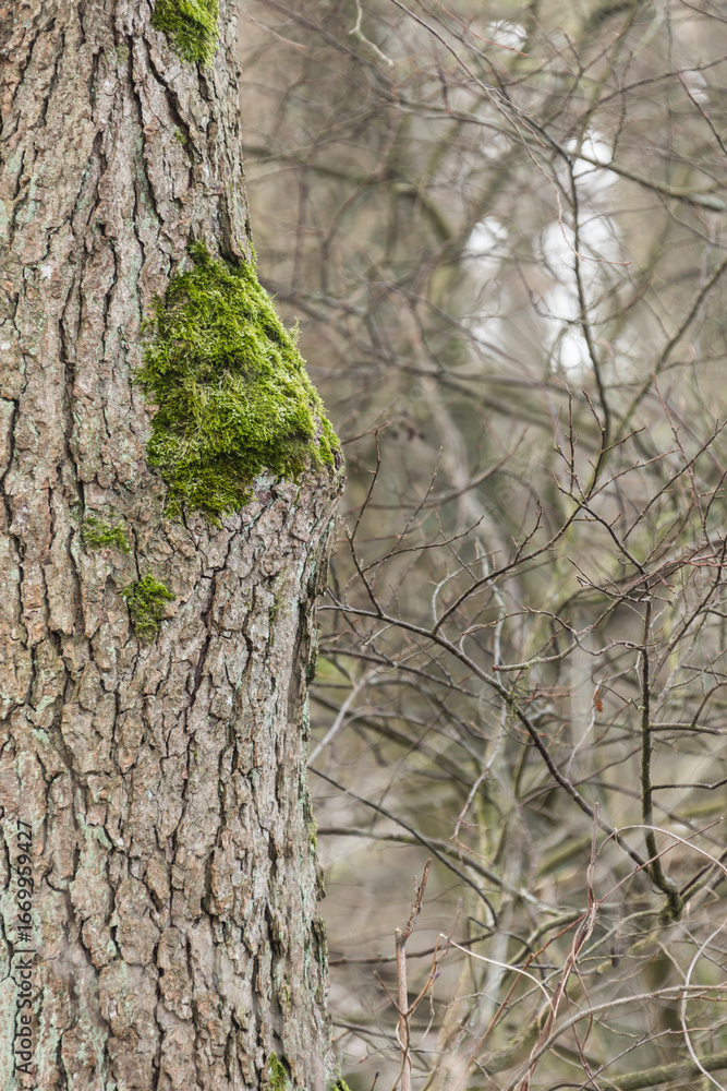 Fototapeta premium tangle of branches, background, structure, texture, nature, wood, forest, realtree, real tree, pattern, wallpaper, vertical, moss, green, brown, grey