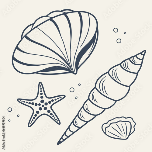 vector, shell, pattern,