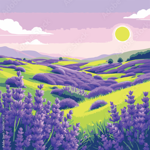 Lavender field blooming under warm sunlight
