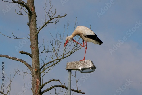 a white stork (ciconia ciconia) standing on a street lamp next to a bare tree