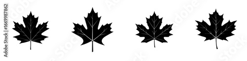 Four black silhouette maple leaves in a row showcasing unique shapes and textures against a white background