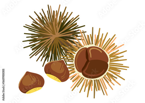 chestnut
