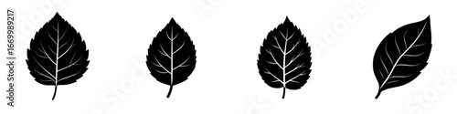 Leaves in different shapes and sizes highlighting nature's diversity and beauty throughout the changing seasons