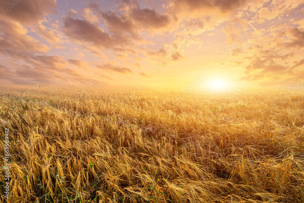 Fototapeta premium A golden wheat field at sunrise with a path leading into the distance. Agricultural landscape and nature concept.