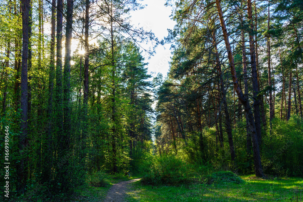 Fototapeta premium Forest path winding through green trees. Sunlit park landscape. Outdoor escape and natural scenery for relaxation.