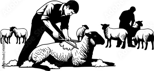 Silhouette of man shearing sheep with traditional clippers
