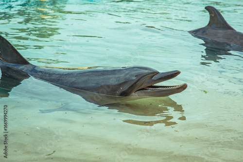 Close-up of dolphin with mouth open near the shoreline, sharp detail on teeth and snout, basking in shallow water along tropical beach