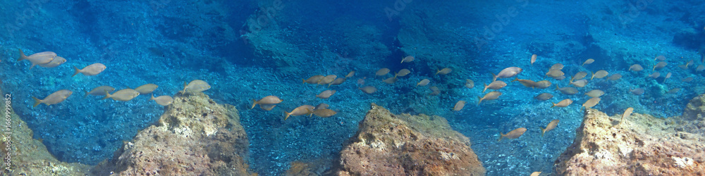 Fototapeta premium Vasta Panoramica Subacquea del Plemmirio 1065c67