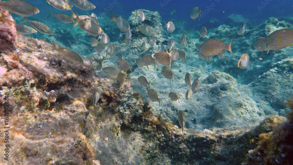 Fototapeta premium Banco di pesci nel Mar Mediterraneo 1102