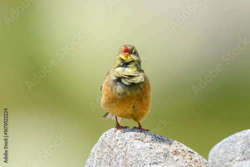Ortolan bunting male intense singing