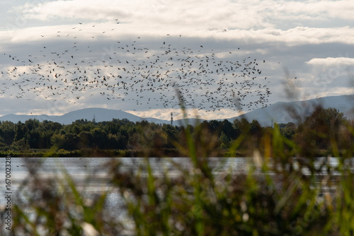 Fototapeta Naklejka Na Ścianę i Meble -  Chmara ptaków nad stawem w Goczałkowice Zdrój, Śląsk. 
