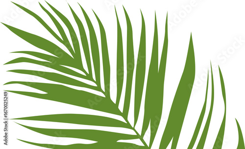 Palm frond silhouette cropped on the right side