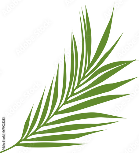 Palm frond with narrow pointed green blades
