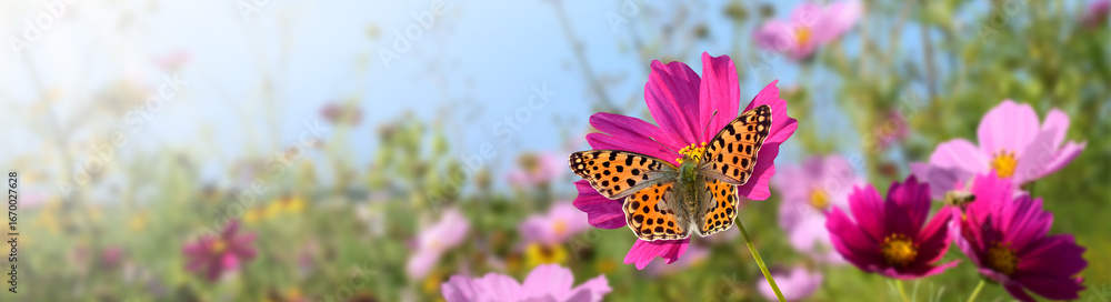 Obraz premium Schmetterling 1338